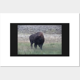 Bison in the rain Posters and Art